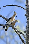 Hoopoes (Upupa epops) mating on a branch, France