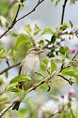 House sparrow (Passer domesticus) on a branch, France