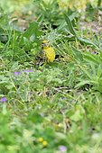 European Serin (Serinus serinus) feeding on the ground on small seeds of wild herbs, France