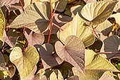 Sweet Potato Vine ( Ipomoea batatas) 'SolarPower Black Heart', foliage