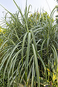 Variegated giant reed (Arundo donax) 'Variegata'