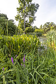 Broadleaf cattail (Typha latifolia), Arrowhead (Sagittaria sagittifolia), Purple loosestrife (Lythrum salicaria) 'Rosy Gem' and Bald cypress (Taxodium distichum), Aquatic Garden, Ecole du Breuil, Paris, France