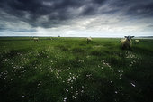 Sheep in the Salt Meadows in the Bay of Mont-Saint-Michel, Normandy, France