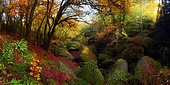 Autumn atmosphere in the forest of Huelgoat, Finistère, Brittany, France