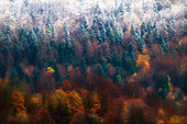 First snow on a mixed forest in autumn, Ilay, Jura, France
