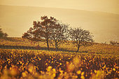Autumn in the vineyards, Yonne, Burgundy, France