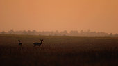 RoeDeer (Capreolus capreolus) and youngster at dawn, Yonne, Burgundy, France