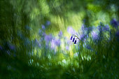 Wood hyacinth (Hyacinthoides non scripta) in bloom in an undergrowth, Oise, Picardie, France