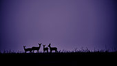 Deer (Capreolus capreolus) group at sunrise, Yonne, Burgundy, France