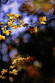 Autumn foliage, Yonne, Burgundy, France