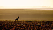 Roedeer (Capreolus capreolus) male in plain at dawn, Oise, Picardie, France