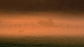 RoeDeer (Capreolus capreolus) in the mist at sunrise, Yonne, Burgundy, France