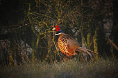 Ring-necked Pheasant (Phasianus colchicus) male on the ground, Yonne, Burgundy, France