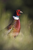 Ring-necked Pheasant (Phasianus colchicus), portrait of male on the ground, Yonne, Burgundy, France