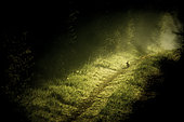 Wild rabbit (Oryctolagus cuniculus) on a path at sunrise, Yonne, Burgundy, France