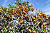 Sea buckthorn (Hippophaë rhamnoides) in fruit in summer, Pas de Calais, France