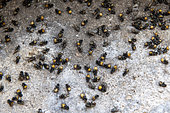 Invasion of Face flies (Musca autumnalis) in an attic, Pas de Calais, France