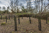 Planting of oak, beech, cherry and lime trees after a sanitary cut of ash trees affected by chalarosis, Audinghen, Pas de Calais, France