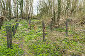 Planting of beech trees after a sanitary cut of ash trees affected by chalarosis, Audinghen, Pas de Calais, France