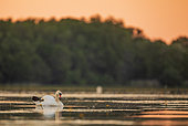 Mute swan (Cygnus olor), at sunset, on a pond in Dombes, France