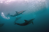 Long-beaked Common Dolphins (Delphinus capensis) feeding on baitball of Southern African Pilchards (Sardinops sagax), Port St. Johns, Wild Coast, Eastern Cape, Transkei, South Africa, Africa, Indian Ocean