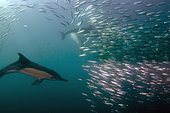 Long-beaked Common Dolphins (Delphinus capensis) feeding on baitball of Southern African Pilchards (Sardinops sagax), Port St. Johns, Wild Coast, Eastern Cape, Transkei, South Africa, Africa, Indian Ocean