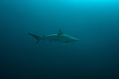 Requin bordé (Carcharhinus limbatus) dans le bleu, Port St. Johns, Wild Coast, Eastern Cape, Transkei, Afrique du Sud, Océan Indien