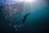 Long-beaked Common Dolphin (Delphinus capensis) feeding on school of Southern African Pilchards (Sardinops sagax) with sunrays, Port St. Johns, Wild Coast, Eastern Cape, Transkei, South Africa, Africa, Indian Ocean