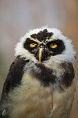 Spectacled Owl (Pulsatrix perspicillata) captive, juvenile, Germany