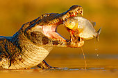 Yacare caiman (Caiman yacare) close-up catching fish, Pantanal, Brazil