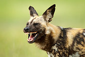 African Wild Dog (Lycaon pictus) portrait with laughing face, Moremi, Botswana