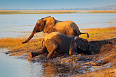African elephant (Loxodonta africana) two bathing and drinking, Etocha National Park, Namibia