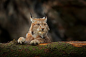 Eurasian Lynx (Lynx lynx) adult in forest climbing on tree trunk, Germany