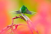 Green Thorntail (Discosura conversii) male, Costa Rica