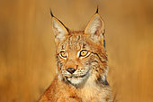 Eurasian Lynx (Lynx lynx) adult portrait, Slovakia