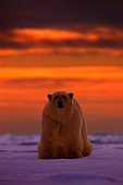 Polar Bear (Ursus maritimus) adult on snowy drift ice in sunset, Canada