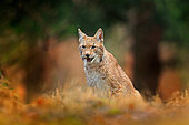 Eurasian Lynx (Lynx lynx) adult sitting in forest, Slovakia