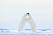Polar Bear (Ursus maritimus) two adult standing on hind legs fighting on snowy drift ice, Svalbard, Norway