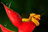 Eyelash Viper (Bothriechis schlegelii) close-up on red blossom, Costa Rica