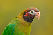 Brown-hooded Parrot (Pyrilia haematotis), Costa Rica