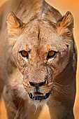 African Lion (Panthera leo) female portrait, Etosha, Namibia