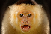 White-faced Capuchin Monkey (Cebus capucinus) head portrait, Costa Rica