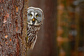 Great Grey Owl (Strix nebulosa) peering out from behind a tree trunk, Canada