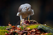 Northern Goshawk (Accipiter gentilis) feeding on killed hare in the forest, Germany