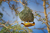 Southern Masked Weaver (Ploceus velatus) male building nest, Okavango Delta, Botswana