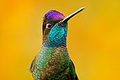 Admirable Hummingbird (Eugenes spectabilis) male, Costa Rica