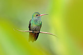 Rufous-tailed Hummingbird (Amazilia tzacatl) perched on a branch, Colombia