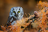 Boreal Owl (Aegolius funereus), Sweden