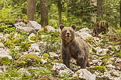 Brown bear (Ursus arctos) female in a forest, Slovenia.