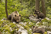 Brown bear (Ursus arctos) female with two cubs in a forest, Slovenia.